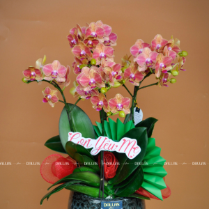 Chậu Lan Hồ Điệp Mini Cam 4 Cành (M4-C1/01)