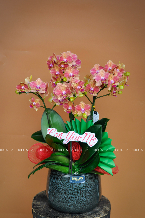 Chậu Lan Hồ Điệp Mini Cam 4 Cành (M4-C1/01) Chậu Lan Hồ Điệp Mini Cam 4 Cành (M4-C1/01)