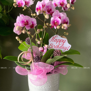 Chậu Lan Hồ Điệp Mini Hồng 4 Cành Đôi (M2-H2/04)