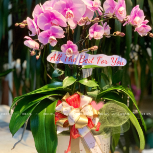 Chậu Lan Hồ Điệp Mini Hồng 2 Cành Đôi (M1-H2/01)