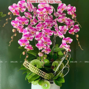 Chậu Lan Hồ Điệp Đột Biến Tím 9 Cành (Đ9- ĐB1/01)