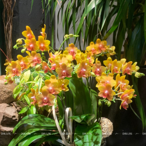 Chậu Lan Hồ Điệp Mini Vàng 6 Cành Đôi (M3-V02/01)