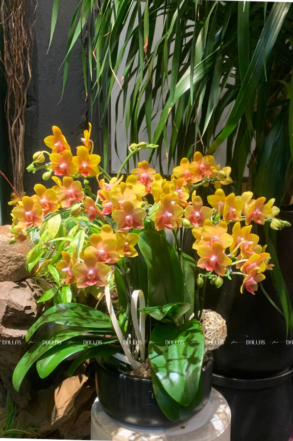 Chậu Lan Hồ Điệp Mini Vàng 6 Cành Đôi (M3-V02/01) Chậu Lan Hồ Điệp Mini Vàng 6 Cành Đôi (M3-V02/01)