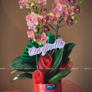 Chậu Lan Hồ Điệp Mini Cam 2 Cành (M2-C1/01)