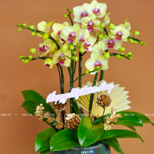 Chậu Lan Hồ Điệp Mini Vàng 6 Cành Đôi (M3-V02/03)