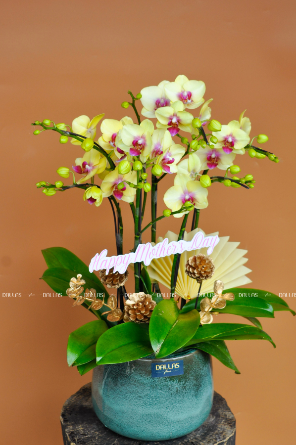 Chậu Lan Hồ Điệp Mini Vàng 6 Cành Đôi (M3-V02/03) Chậu Lan Hồ Điệp Mini Vàng 6 Cành Đôi (M3-V02/03)