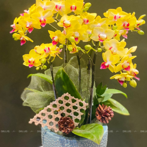 Chậu Lan Hồ Điệp Mini Vàng 6 Cành Đôi (M3-V02/04)