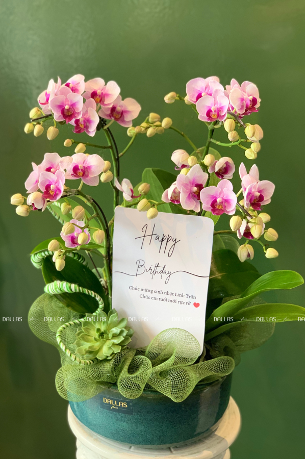 Chậu Lan Hồ Điệp Mini Hồng 4 Cành (M4-H1/01) Chậu Lan Hồ Điệp Mini Hồng 4 Cành (M4-H1/01)