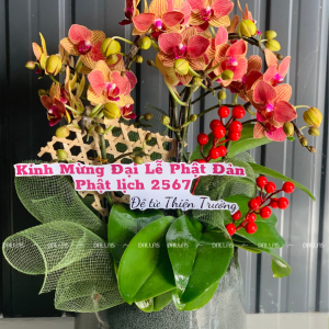 Lan Hồ Điệp Mini Cam 4 Cành Đôi (M2-C2/02)