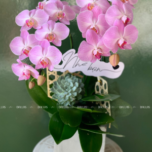 Chậu Lan Hồ Điệp Mini Hồng 2 Cành (M2-H1/01)