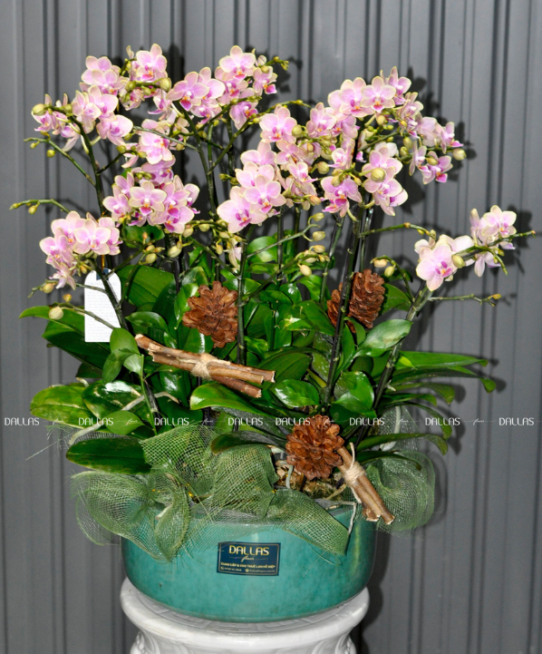 Chậu Lan Hồ Điệp Mini Hồng 14 Cành Đôi (M7-H2/01) Chậu Lan Hồ Điệp Mini Hồng 14 Cành Đôi (M7-H2/01)