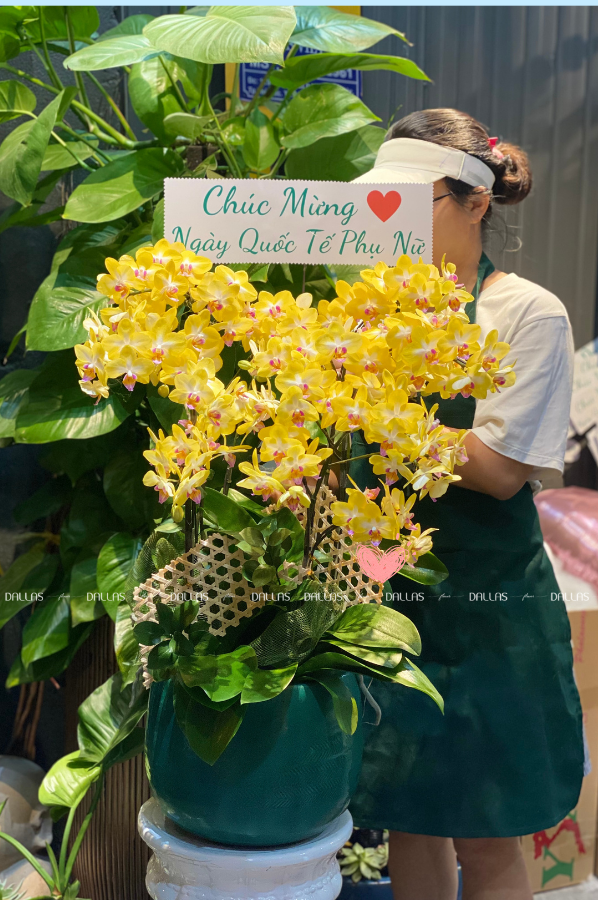 Chậu Lan Hồ Điệp Mini Vàng 10 Cành Đôi (M5-V2/02) Chậu Lan Hồ Điệp Mini Vàng 10 Cành Đôi (M5-V2/02)