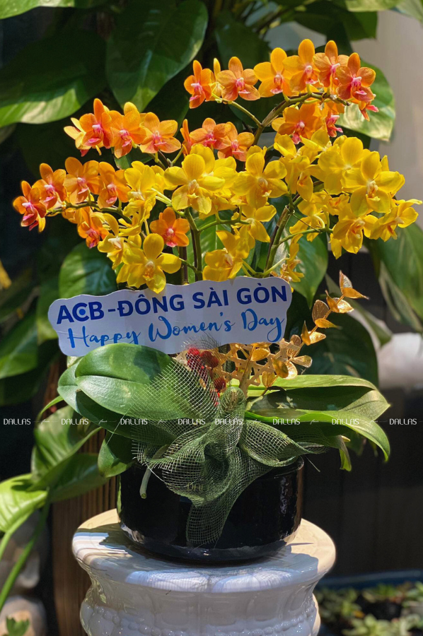 Chậu Lan Hồ Điệp Mini Vàng Cam 4 Cành Đôi (M2-Mix2/04) Chậu Lan Hồ Điệp Mini Vàng Cam 4 Cành Đôi (M2-Mix2/04)