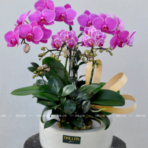 Chậu Lan Hồ Điệp Mini Tím 4 Cành Đôi (M2-Mix2/02)