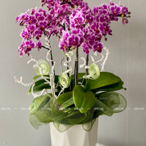 Chậu Lan Hồ Điệp Mini Tím 4 Cành Đôi (M2-TI2/02)