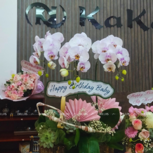 Chậu Lan Hồ Điệp Đột Biến Chậu 3 Cành (Đ3_ĐB1/03)