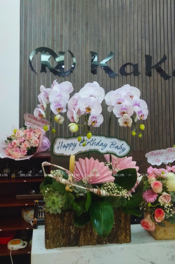 Chậu Lan Hồ Điệp Đột Biến Chậu 3 Cành (Đ3_ĐB1/03) Chậu Lan Hồ Điệp Đột Biến Chậu 3 Cành (Đ3_ĐB1/03)