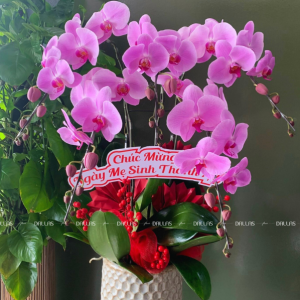 Chậu Lan Hồ Điệp Hồng 5 Cành (Đ5-H1/06)