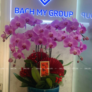 Chậu Lan Hồ Điệp Hồng 5 Cành (Đ5-H1/07)