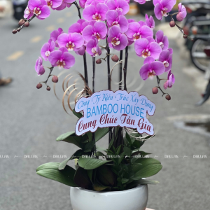 Chậu Lan Hồ Điệp Hồng 5 Cành (Đ5-H1/08)