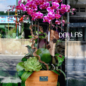 Chậu Lan Hồ Điệp Tím 5 Cành (Đ5-TI1/01)