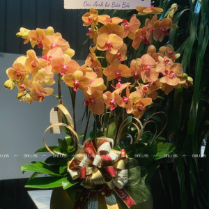 Chậu Lan Hồ Điệp Cam Sọc 10 Cành Đôi (Đ5-C2/01)