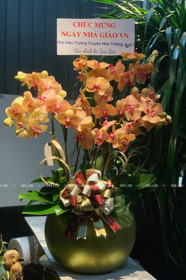 Chậu Lan Hồ Điệp Cam Sọc 10 Cành Đôi (Đ5-C2/01) Chậu Lan Hồ Điệp Cam Sọc 10 Cành Đôi (Đ5-C2/01)