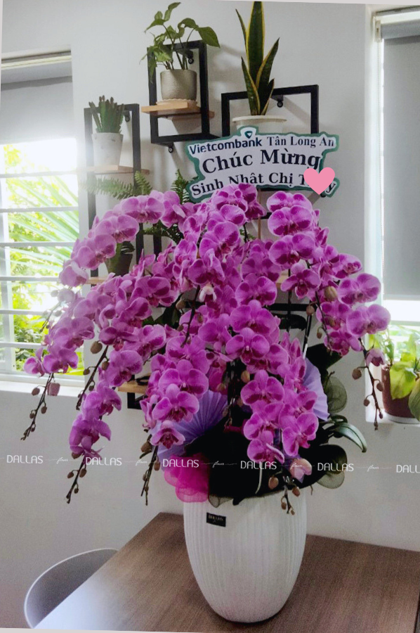 Chậu Lan Hồ Điệp Đột Biến Tím 10 Cành (Đ10-ĐB1/02)
