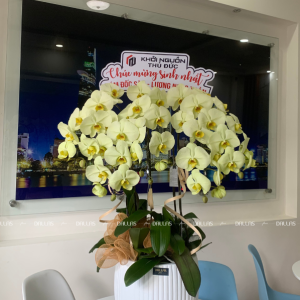 Chậu Lan Hồ Điệp Xanh Táo Chậu 5 Cành (Đ5-XT1/01)