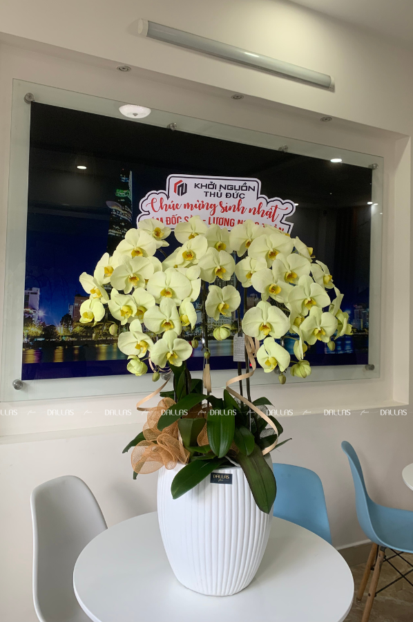 Chậu Lan Hồ Điệp Xanh Táo Chậu 5 Cành (Đ5-XT1/01)