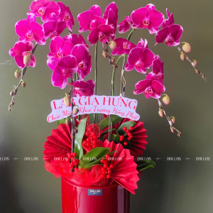 Chậu Lan Hồ Điệp Hồng 5 Cành (Đ5-H1/05)