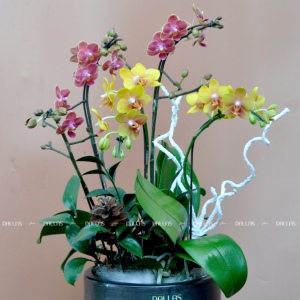 Chậu Lan Hồ Điệp Mini Vàng Cam 4 Cành Đôi (M2-Mix2/01)