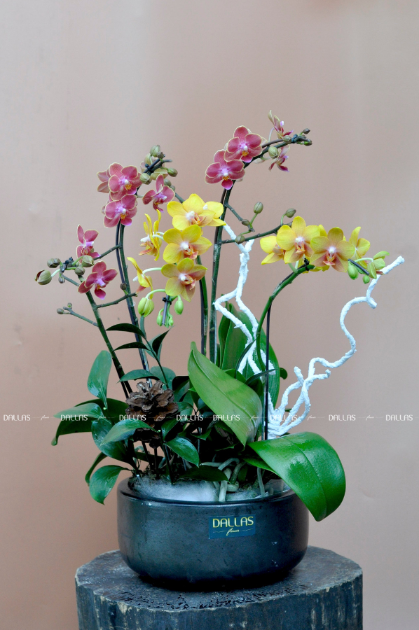 Chậu Lan Hồ Điệp Mini Vàng Cam 4 Cành Đôi (M2-Mix2/01) Chậu Lan Hồ Điệp Mini Vàng Cam 4 Cành Đôi (M2-Mix2/01)