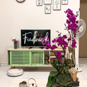 Chậu Lan Hồ Điệp Mini Tím Mãn Thiên Hồng 4 Cành Đôi (M2-TI2/01)