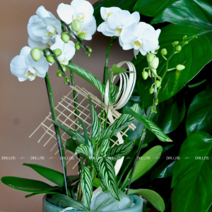 Chậu Lan Hồ Điệp Mini Trắng 4 Cành Đôi (M2-TR2/02)