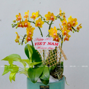 Chậu Lan Hồ Điệp Mini Vàng 4 Cành Đôi (M2-V2/03)
