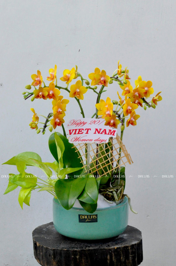 Chậu Lan Hồ Điệp Mini Vàng 4 Cành Đôi (M2-V2/03) Chậu Lan Hồ Điệp Mini Vàng 4 Cành Đôi (M2-V2/03)