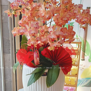 Chậu Lan Hồ Điệp Mini Cam 10 Cành Đôi (M5-C2/04)