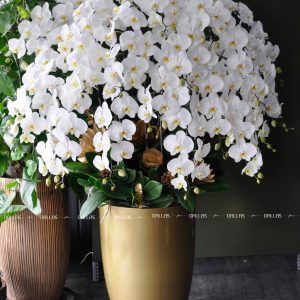 Lan Hồ Điệp Trắng Chậu Cao Cấp 20 Cành (Đ20-TR1/02/C)