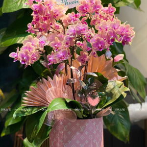 Chậu Lan Hồ Điệp Mini Hồng 6 Cành Đôi (M3-H2/02)