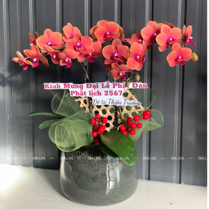 Chậu Lan Hồ Điệp Mini Cam 4 Cành Đôi (M2-C2/01)