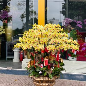 Chậu Lan Hồ Điệp Vàng Premium 50 Cành (Đ50-V1/01/CP)