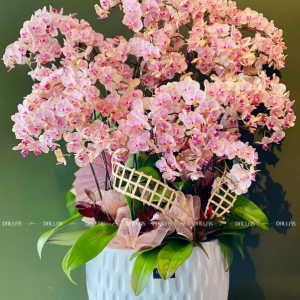 Chậu Lan Hồ Điệp Mini Hồng 18 Cành Đôi (M9-H2/01)