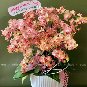 Chậu Lan Hồ Điệp Mini Cam 12 Cành Đôi (M6-C2/01)