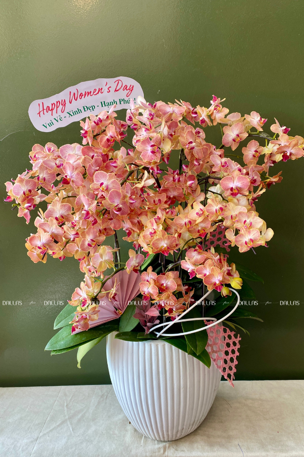Chậu Lan Hồ Điệp Mini Cam 12 Cành Đôi (M6-C2/01) Chậu Lan Hồ Điệp Mini Cam 12 Cành Đôi (M6-C2/01)