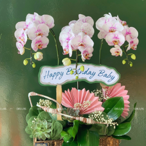 Chậu Lan Hồ Điệp Đột Biến Chậu 3 Cành (Đ3_ĐB1/03)