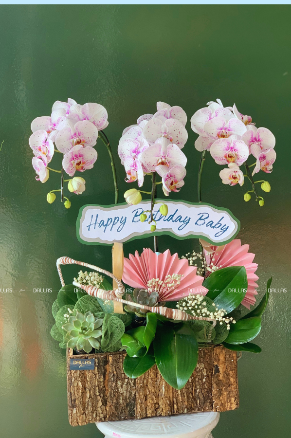 Chậu Lan Hồ Điệp Đột Biến Chậu 3 Cành (Đ3_ĐB1/03) Chậu Lan Hồ Điệp Đột Biến Chậu 3 Cành (Đ3_ĐB1/03)