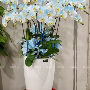 Chậu Lan Hồ Điệp Màu Xanh Dương 14 Cành Đôi (Đ7-NX2/01)