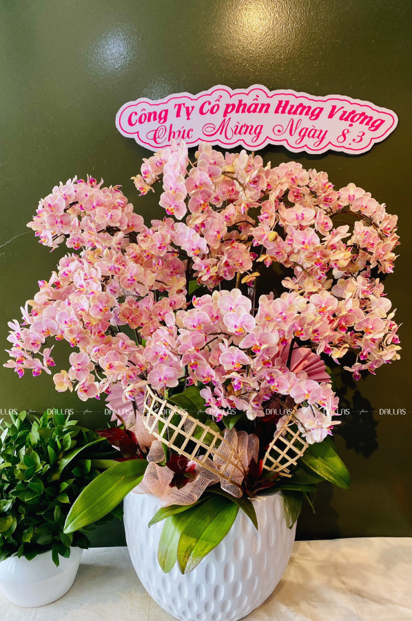 Dallas Flower - Lan Hồ Điệp