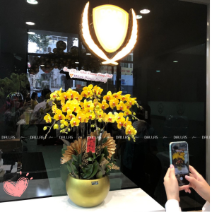 Lan Hồ Điệp Vàng Chậu 10 Cành (Đ10-V1/05)